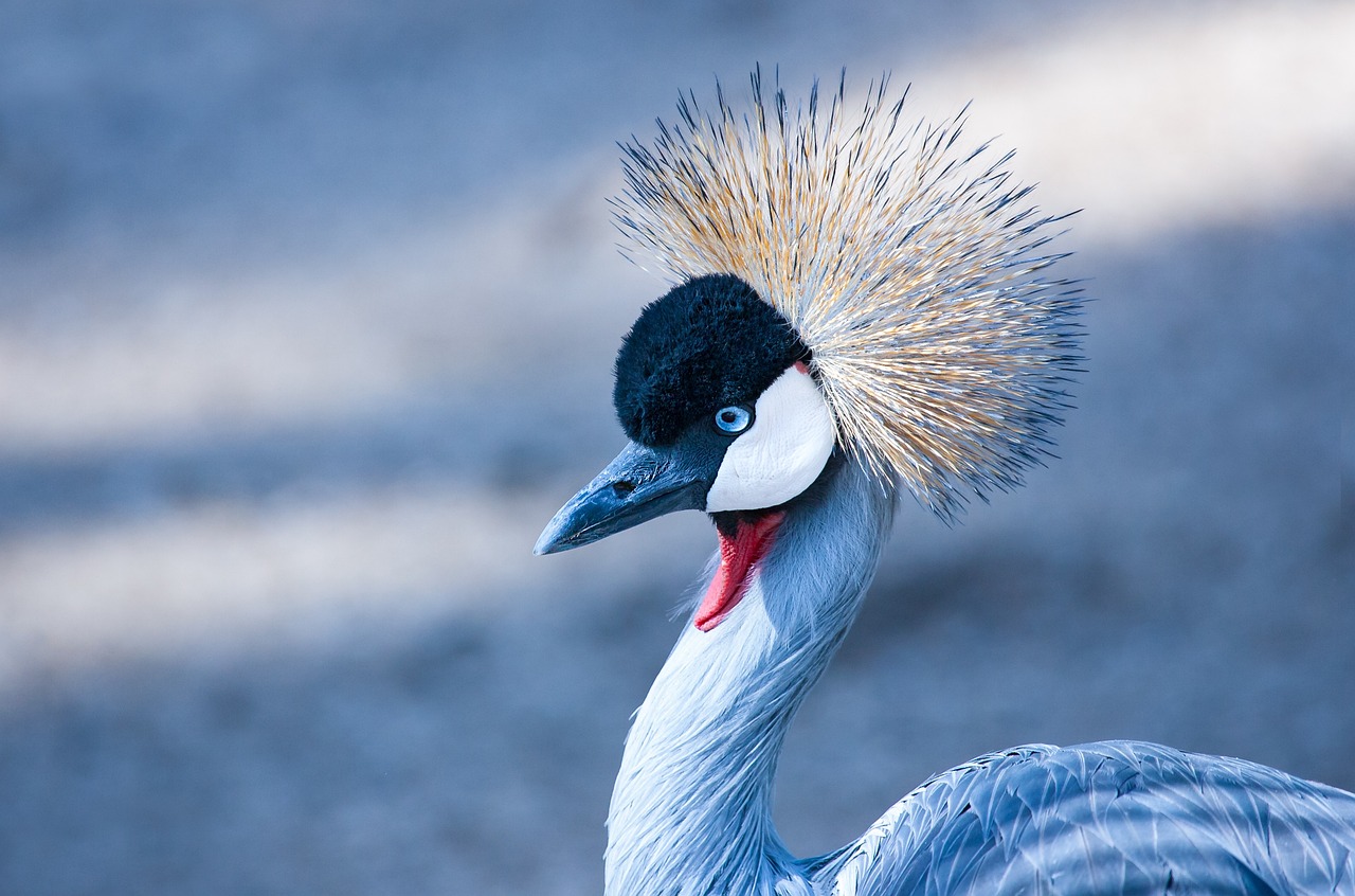 Sustainable Tourism Tips for Experiencing South Africa’s Cape Town